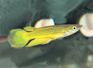 Killifish - Golden Wonder